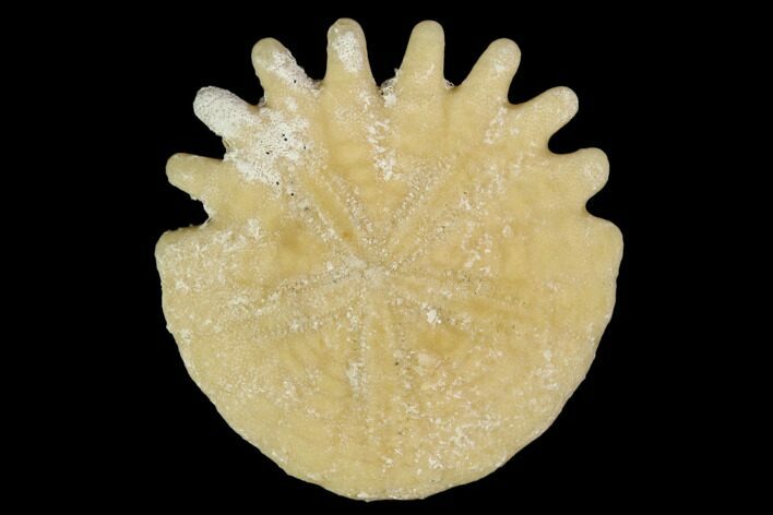 Fossil Sand Dollar (Heliophora) - Boujdour Province, Morocco #106763